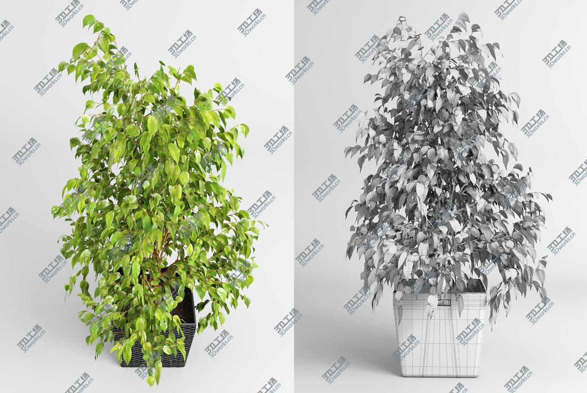 images/goods_img/202105074/Benjamin Fig Trees (-GrowFX) 3D model/3.jpg